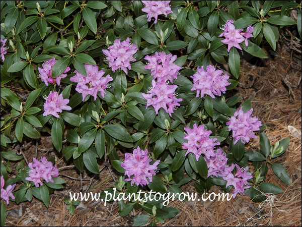Rhododendron Weston Mayflower
(April 17, 2012)